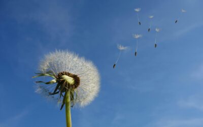 De kracht van loslaten: essentieel voor ondernemersgroei! 